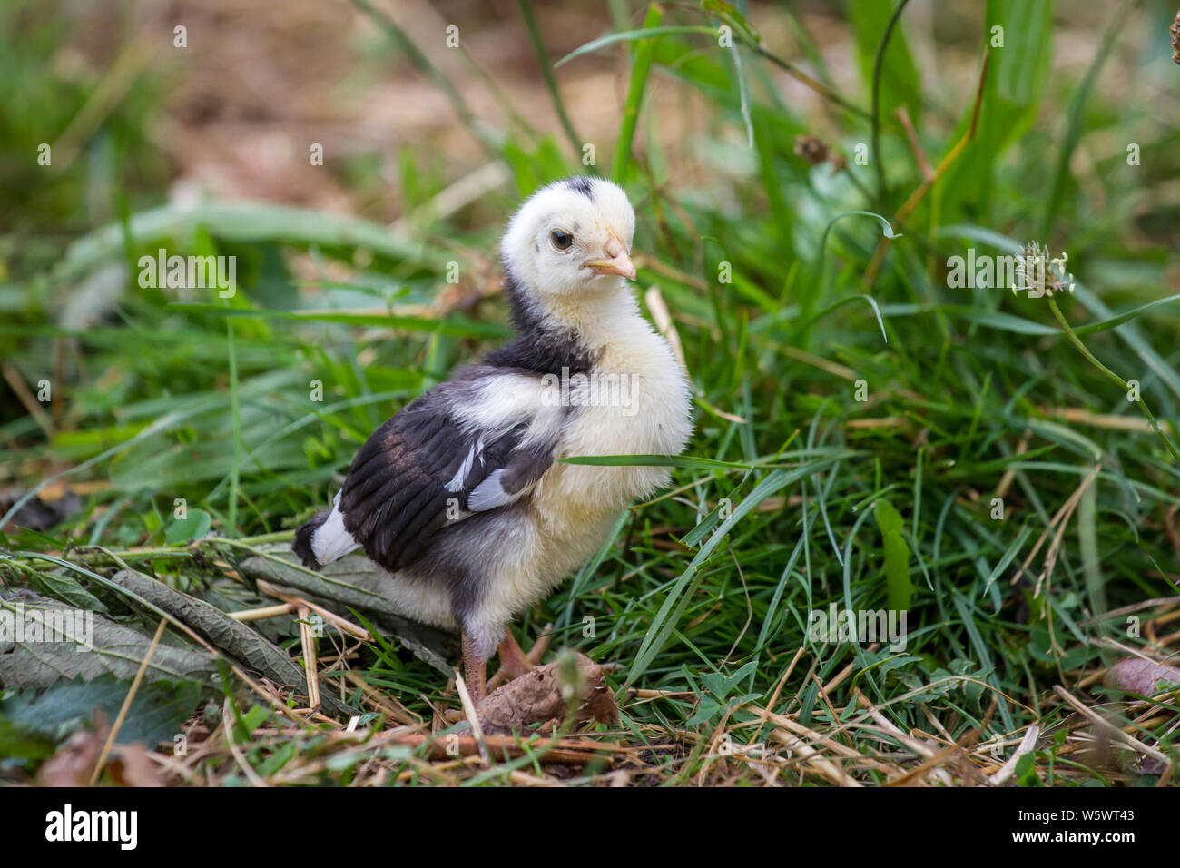 Steinhendl/Stoapiperl Junge, einer vom Aussterben bedrohten Rasse Huhn aus Österreich Stockfoto