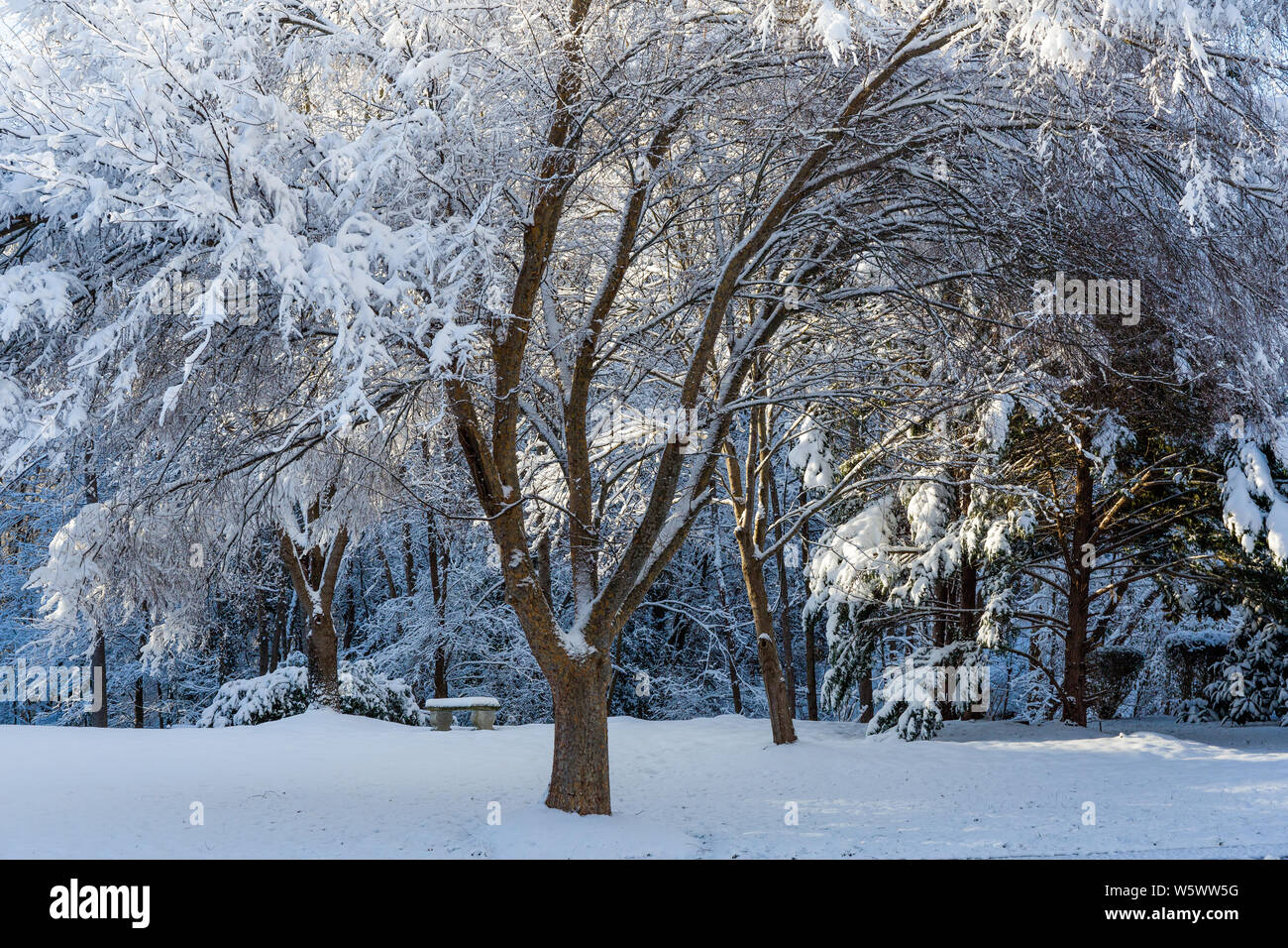 Morgen leuchtet auf schneebedeckte Bäume Stockfoto