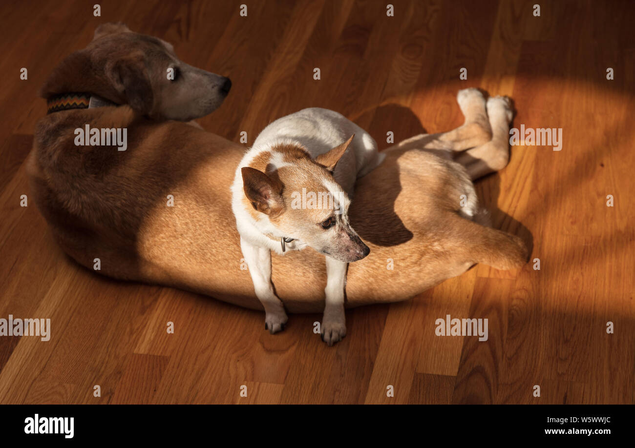 Ein Jack Russell Terrier hält warm von gebietsübergreifenden ein catahoula Cur im Winter Sonnenlicht. Stockfoto