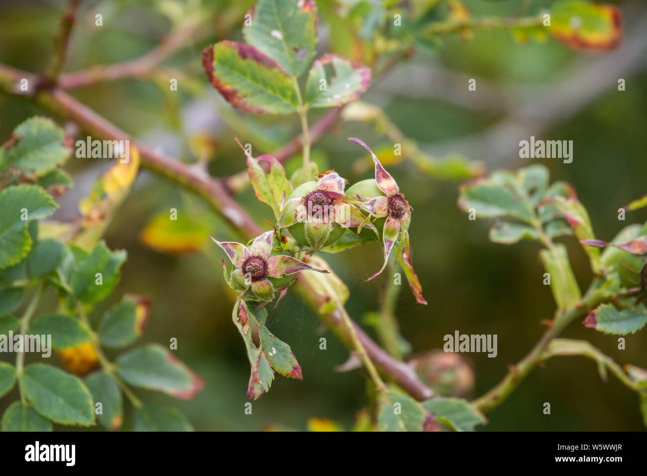 Briar Rose (Rosa Canina Hundsrose), Stockfoto