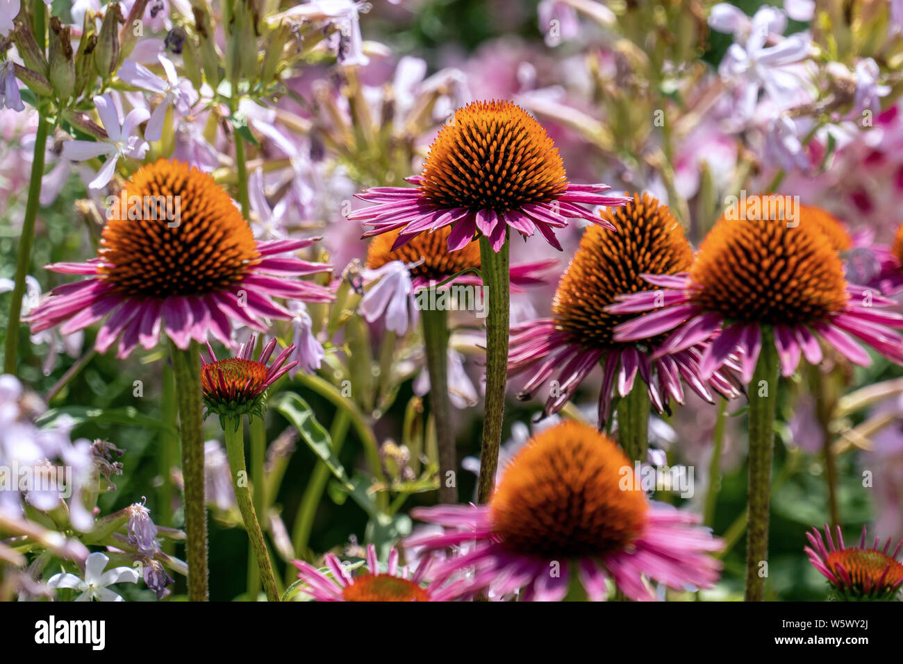 In der Nähe von schönen lila Kegel Blumen (Echinacea) mit phloxes im Hintergrund Stockfoto