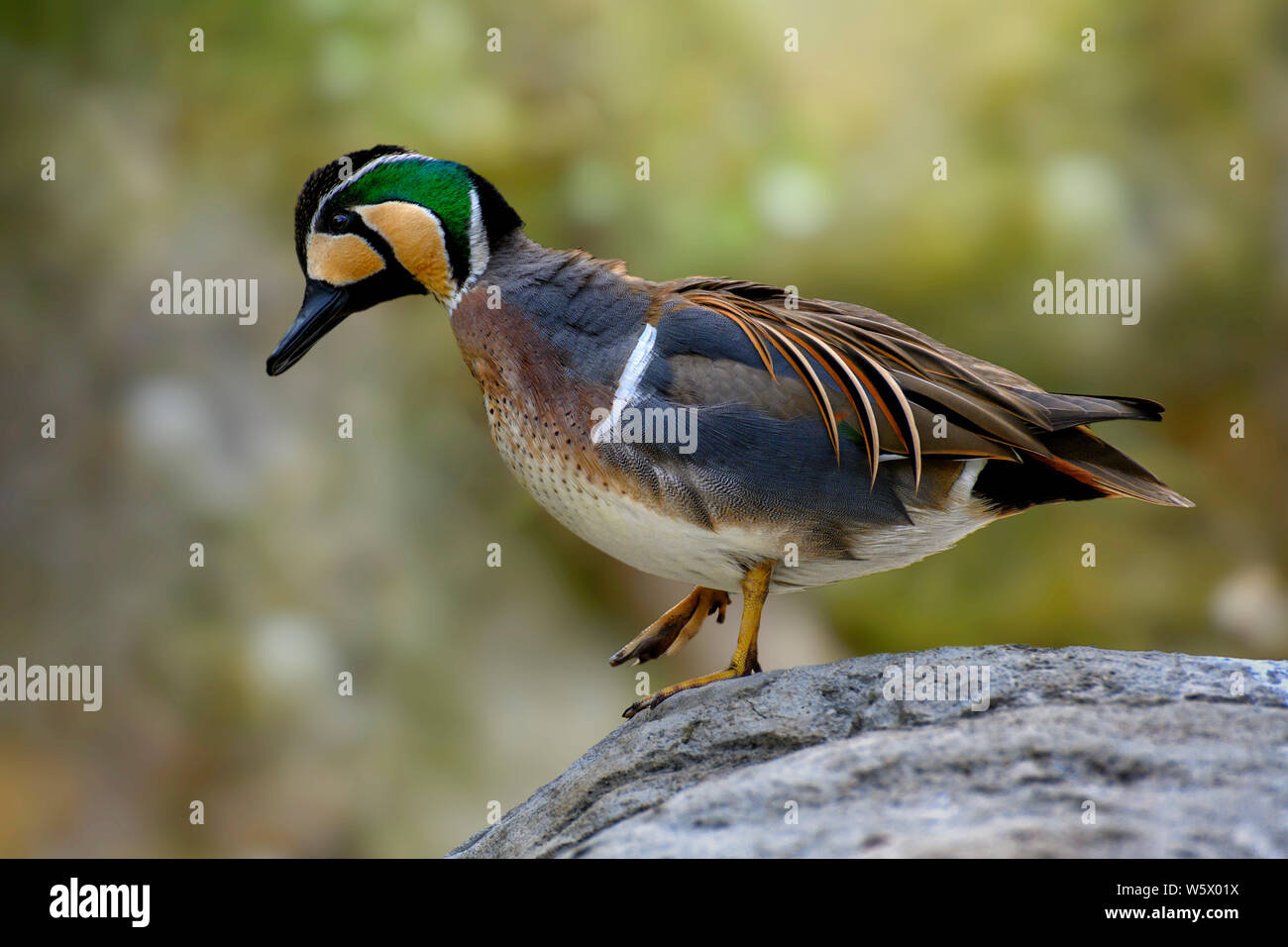 Baikal teal Ente (Sibirionetta formosa), auch die bimaculate Ente oder Kreischen Ente genannt wird, ist ein Dabbling Duck, die Rassen in Osteuropa Russland und Winter Stockfoto