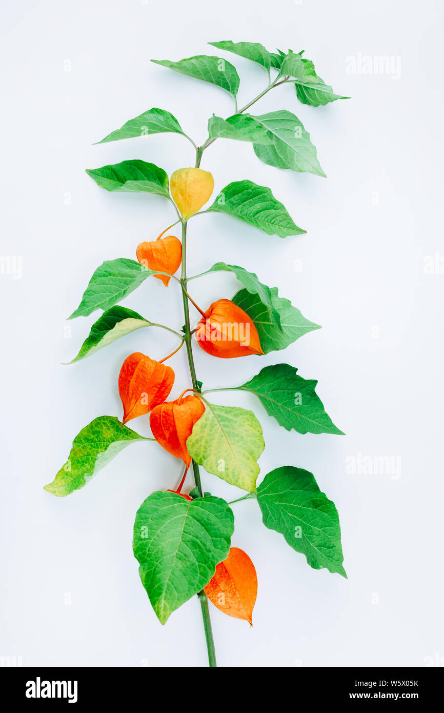 Orange Blume des Physalis alkekengi auf weißem Hintergrund. Withania somnifera. Ashwagandha. Chinesische Laterne Pflanzen, Japanische Laterne, Blase c Stockfoto