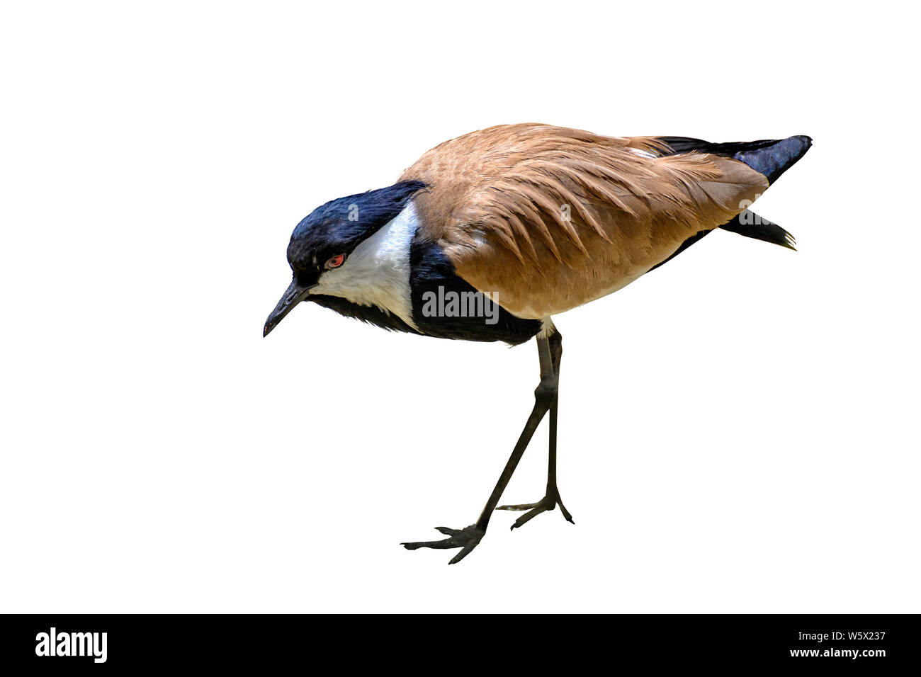Der Sporn - winged Kiebitz oder Sporn - winged plover (Vanellus Spinosus) ist ein KIEBITZ Arten, einer Gruppe von ziemlich große Watvögel in der Familie Charadriidae.. Stockfoto