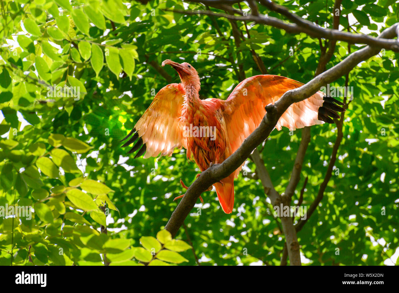 Scarlet Ibis, Eudocimus ruber, roter Vogel sitzt im Baum mit Flügel, umgeben von grünen Blätter Stockfoto