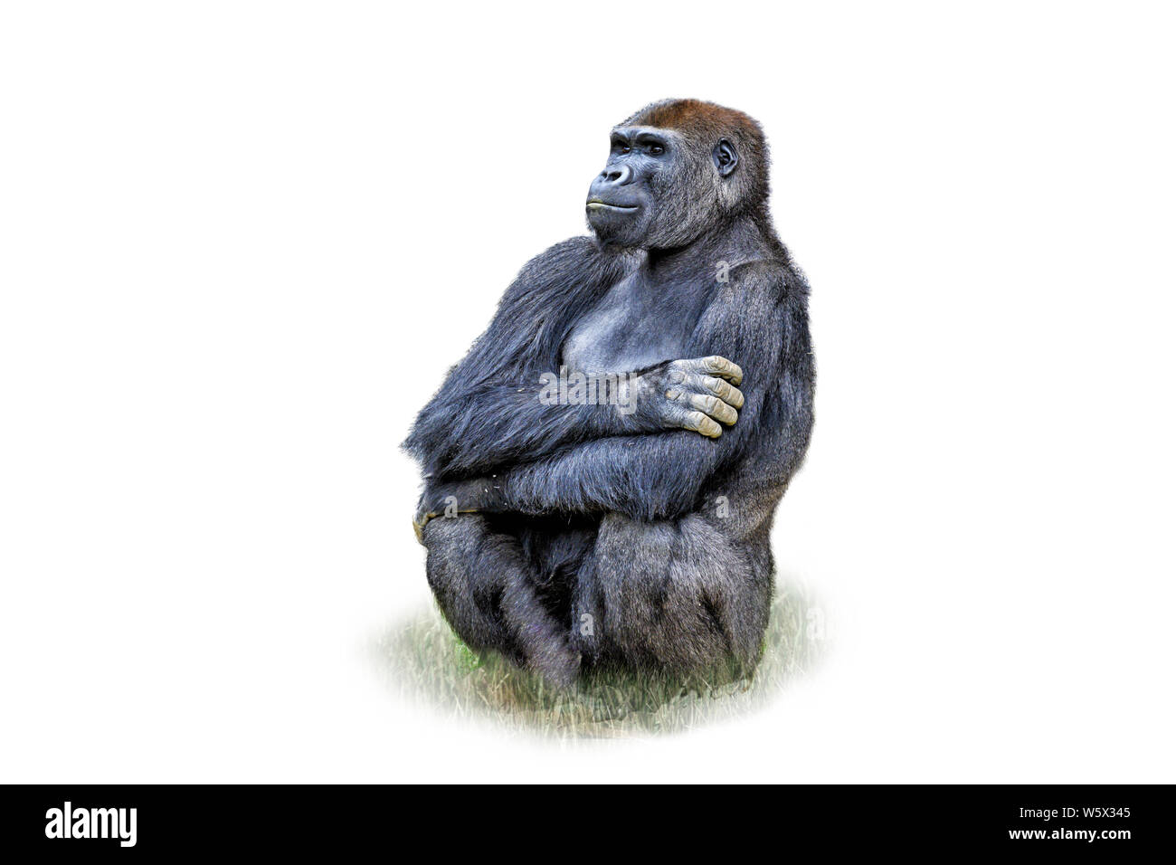 Weibliche Gorilla sitzt und auf weißem Hintergrund Stockfoto