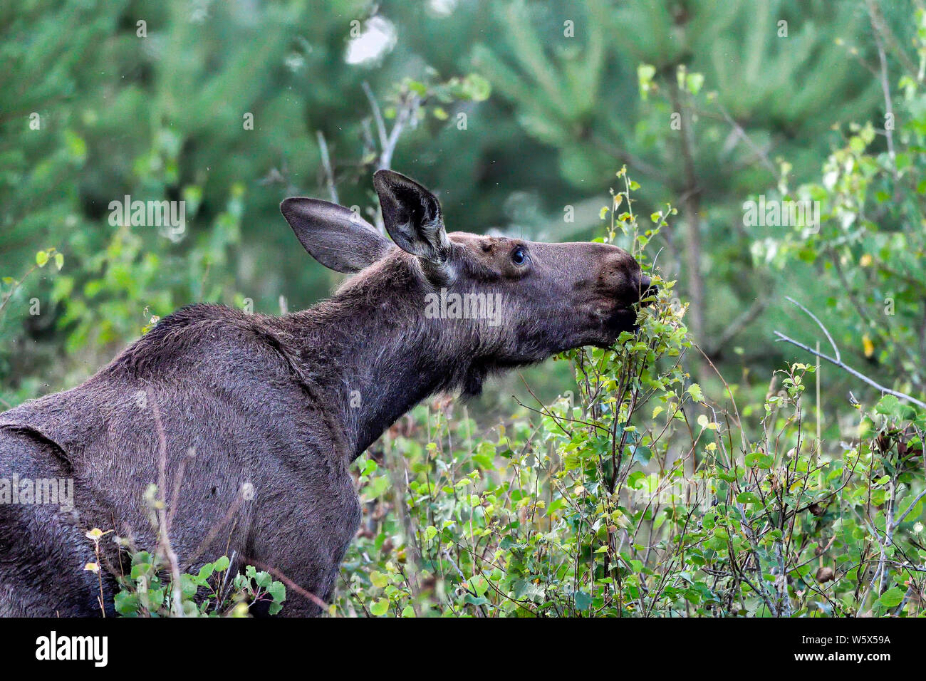 Junge Elch Kuh Weiden im Wald Stockfoto