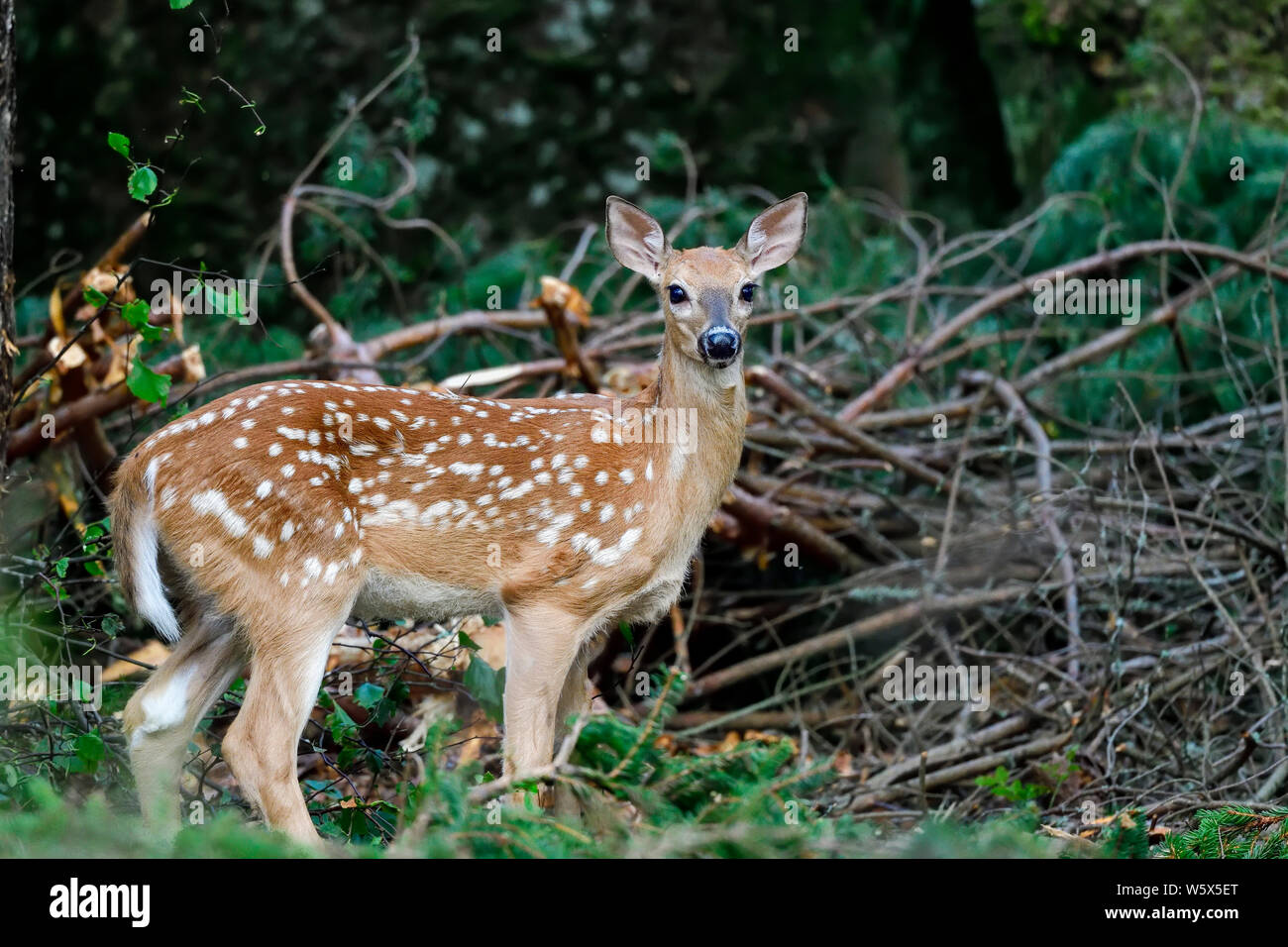 Weißwedelhirsche fawn im Wald. Stockfoto