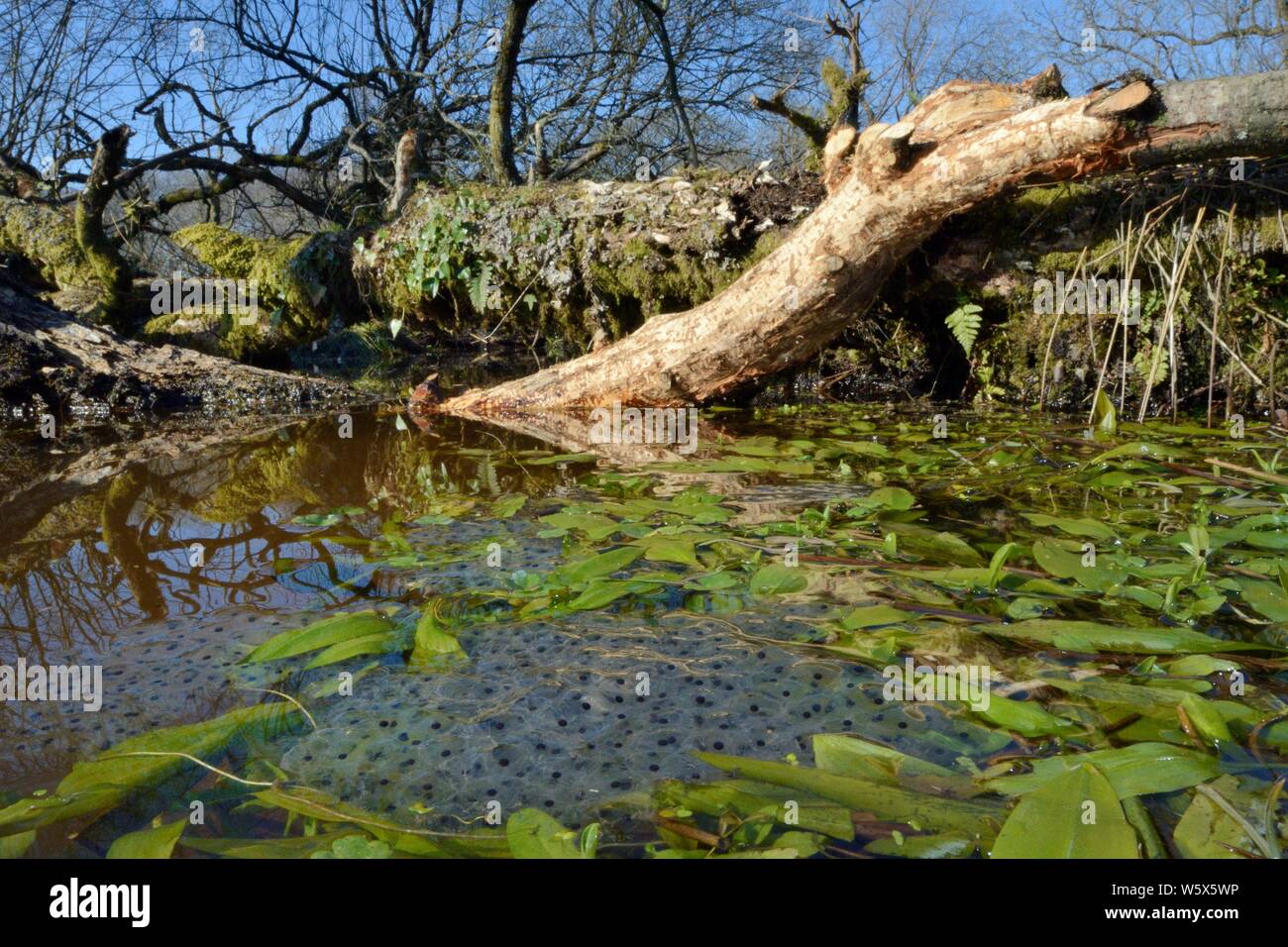 Frogspawn Klumpen von Grasfrosch (Rana temporaria) im Teich erstellt von Eurasischen Biber (Castor Fiber) auf einem kleinen Waldbach innerhalb eines großen woodla Stockfoto