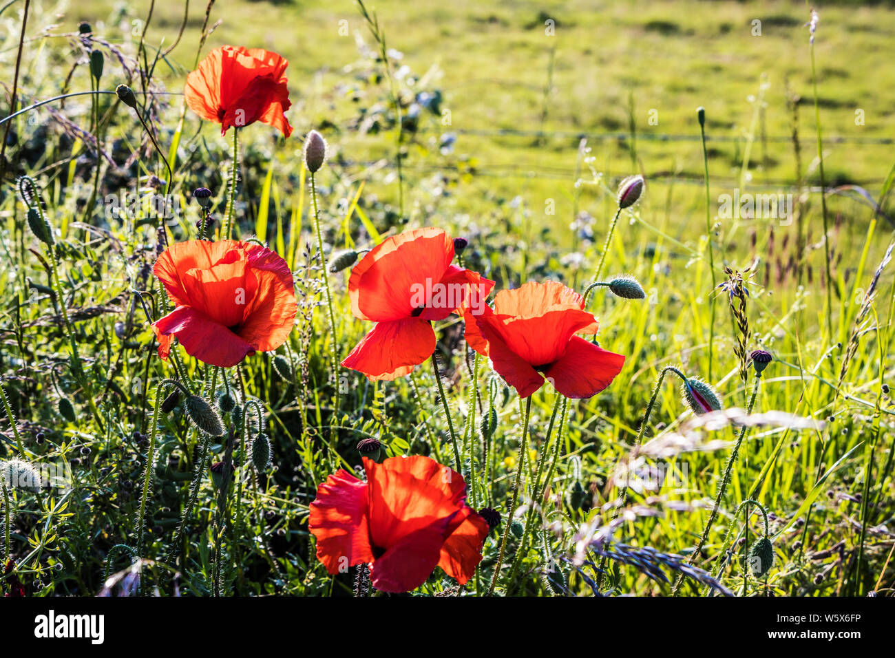 Hintergrundbeleuchtung Mohn (Papaver rhoeas) im Sommer Landschaft. Stockfoto