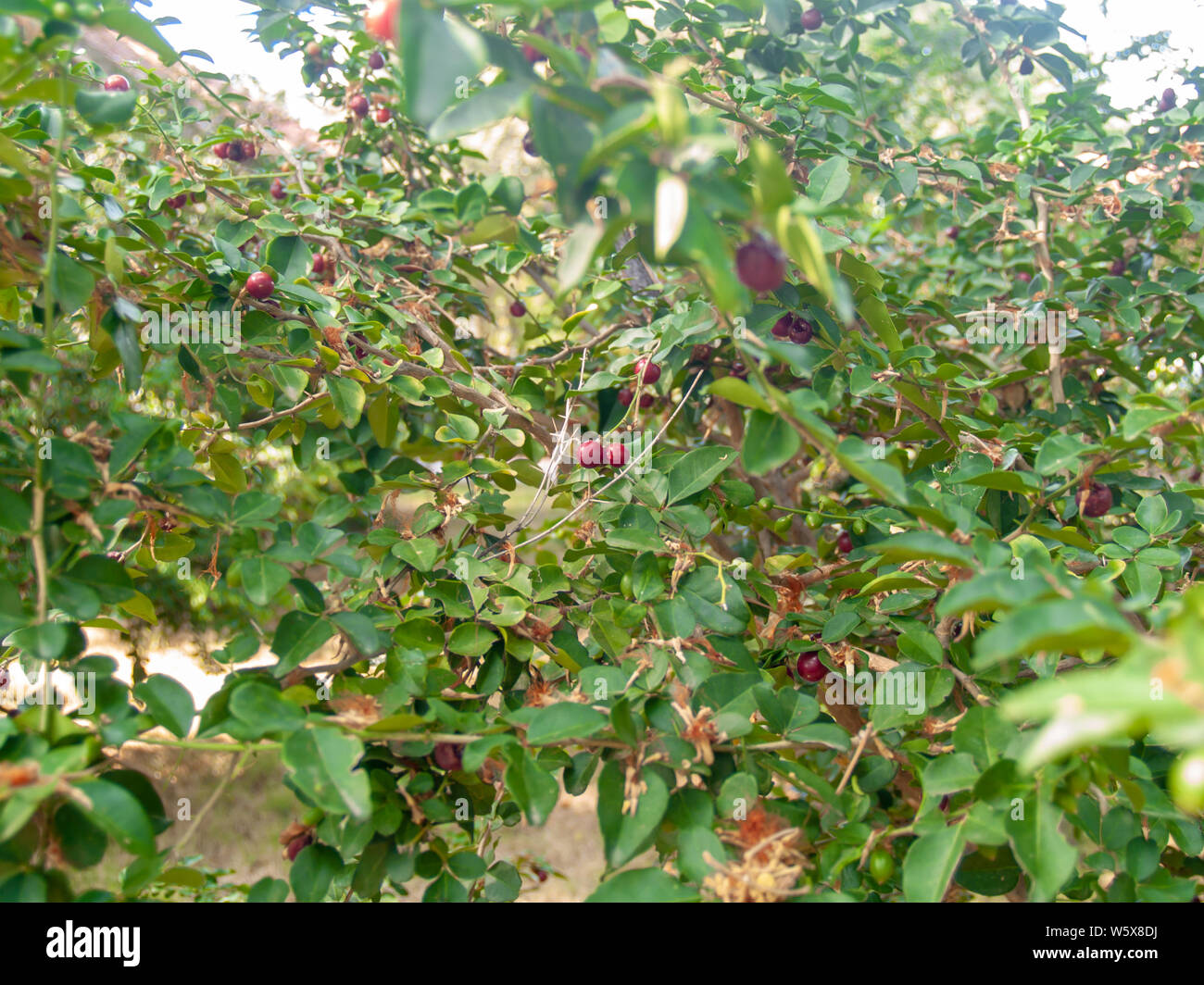 Die rote Spitze auf den Baum und die Blätter sind unscharf im Hintergrund Stockfoto