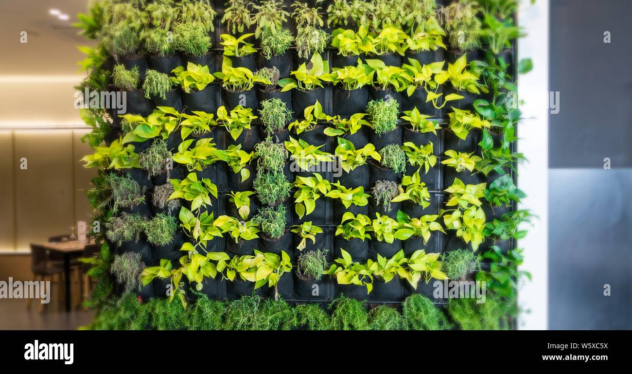 Living Green wall, vertikalen Garten zuhause im modernen Restaurant. Stockfoto