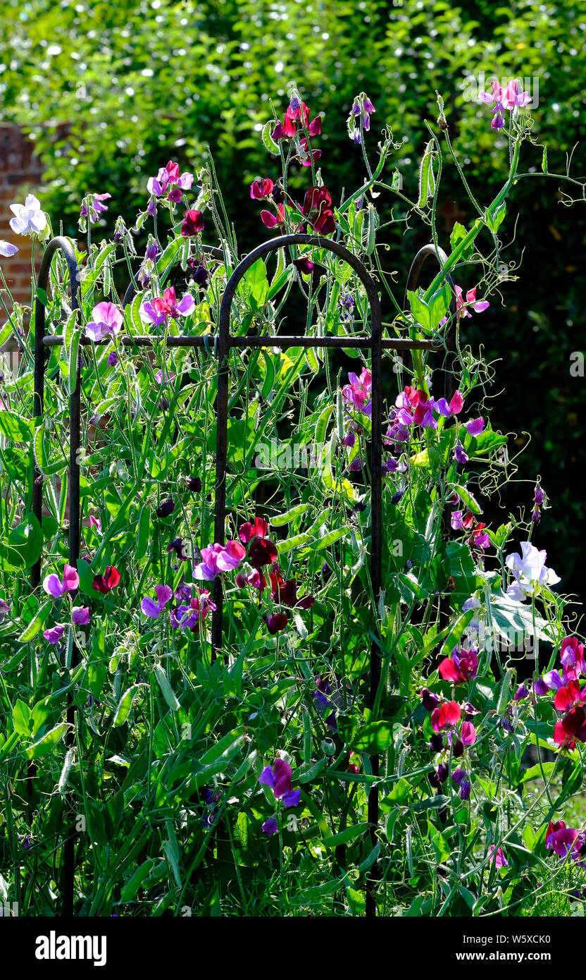 Zuckererbsen aufwachsen Metall Werk Unterstützung im Garten, Norfolk, England Stockfoto