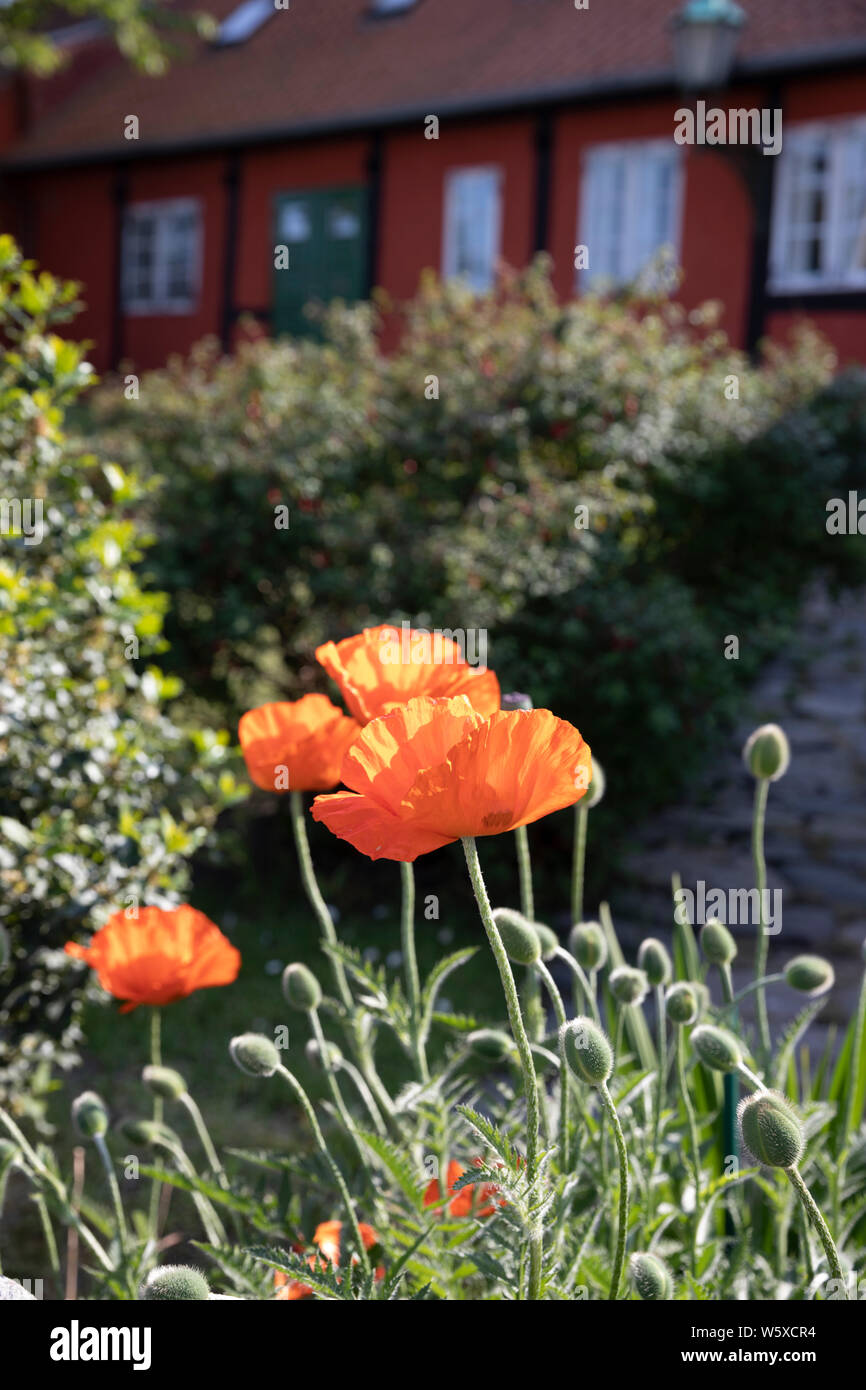 Roter Mohn im Garten der traditionellen dänischen Fachwerkhaus Stockfoto