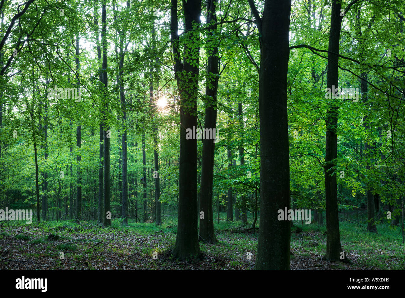 Beech Tree woodland mit Abendsonne durch Laub glänzend, Allinge, Bornholm, Insel, Ostsee, Dänemark, Europa Stockfoto
