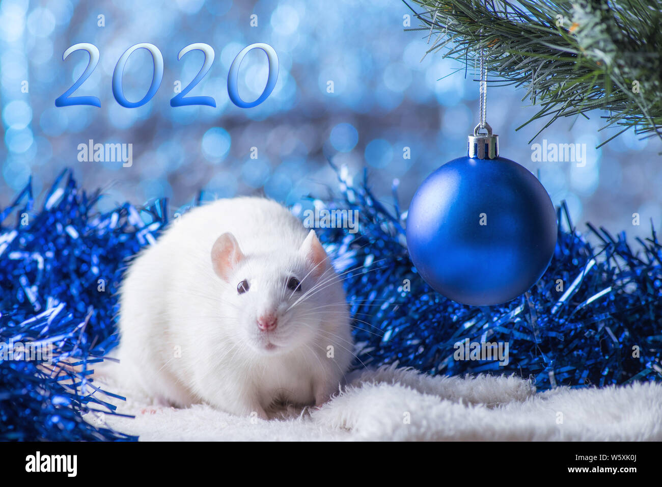 Frohes Neues Jahr! Symbol für das Neue Jahr 2020 - weiß oder Metall (Silber) Ratte. Süße Ratte mit Weihnachten dekoriert Stockfoto