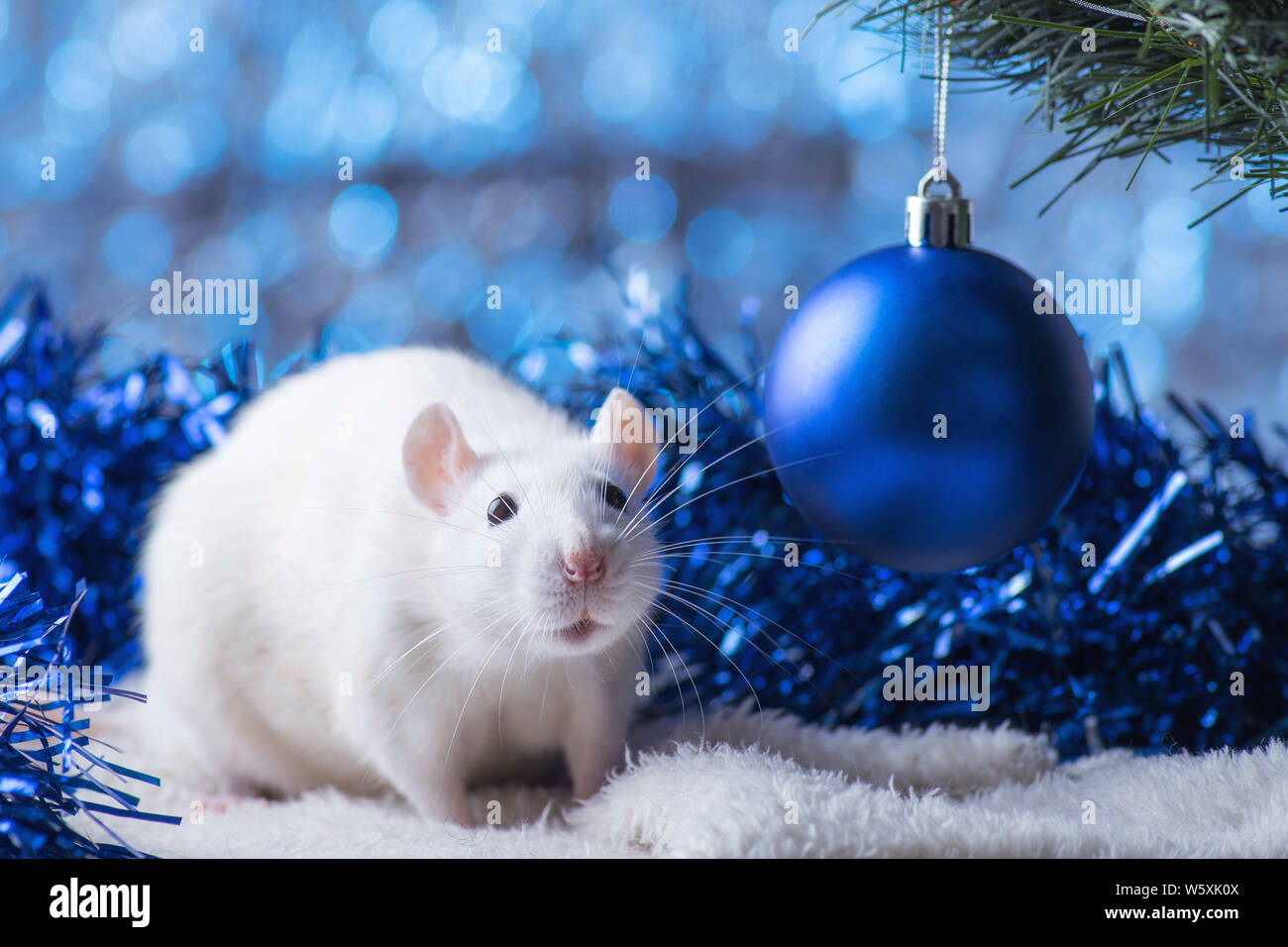 Frohes Neues Jahr! Symbol für das Neue Jahr 2020 - weiß oder Metall (Silber) Ratte. Süße Ratte mit Weihnachten dekoriert Stockfoto
