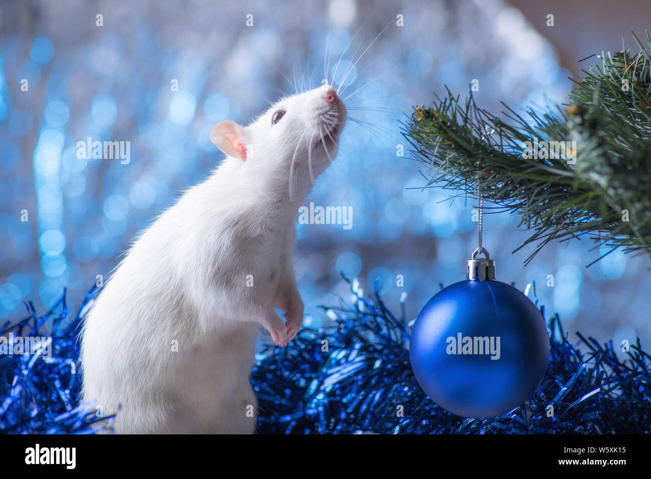 Frohes Neues Jahr! Symbol für das Neue Jahr 2020 - weiß oder Metall (Silber) Ratte. Süße Ratte mit Weihnachten dekoriert Stockfoto