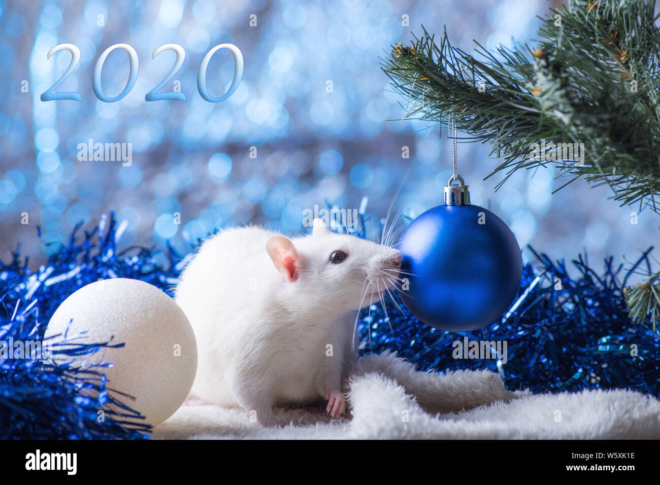 Frohes Neues Jahr! Symbol für das Neue Jahr 2020 - weiß oder Metall (Silber) Ratte. Süße Ratte mit Weihnachten dekoriert Stockfoto