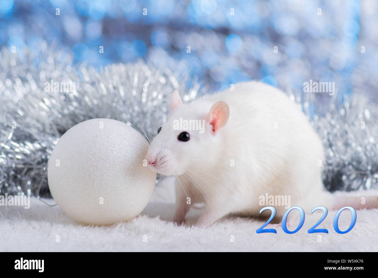 Frohes Neues Jahr! Symbol für das Neue Jahr 2020 - weiß oder Metall (Silber) Ratte. Süße Ratte mit Weihnachten dekoriert Stockfoto