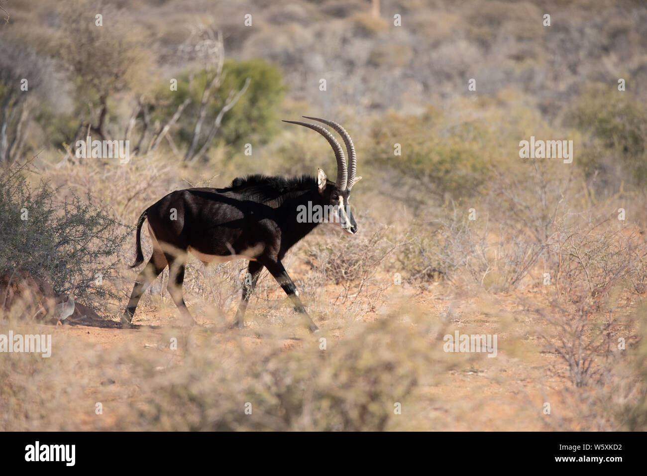 Porträt einer seltenen männlichen Rappenantilopen (Hippotragus Niger). Okonjima, Namibia. Stockfoto