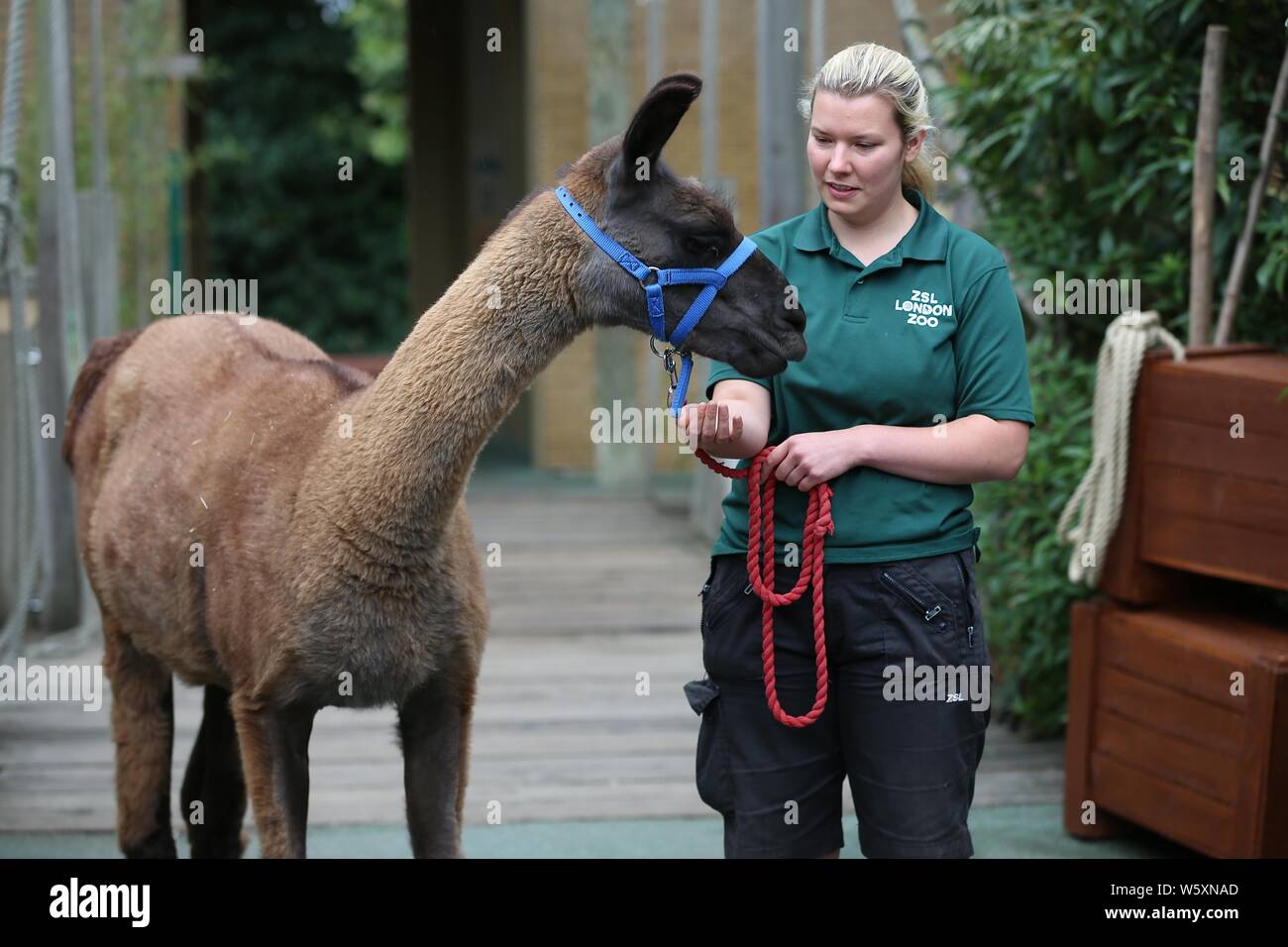 Ande das Lama offiziell eröffnet neue ZSL London Zoo Animal Adventure heute Morgen vom 30. Juli 2019 von seinem Weg durch eine zeremonielle Ribbon munching, nach der Eröffnung der Zoo berühmtheiteltern Michelle Heaton, Charlie Simpson und Katie Piper an der 32.000 qm neue Streichelzoo und Spielplatz auf einer Reise von Wildtieren Entdeckung, die ein Leben lang halten begrüßt. Moderator JB Gill und seiner Familie gefeiert, dass sich ihre Tochter Chiara Geburtstag an den Start. wo die Kleine in einem entzückenden Miniaturausgabe zookeeper Outfit gekleidet met Zwergziegen Dornbusch und Tölpel. . London Zoo. London, Großbritannien Stockfoto