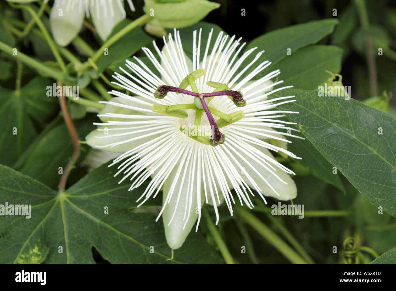 Nahaufnahme der Blüte Passiflora Constance Elliot Passionsblume Stockfoto