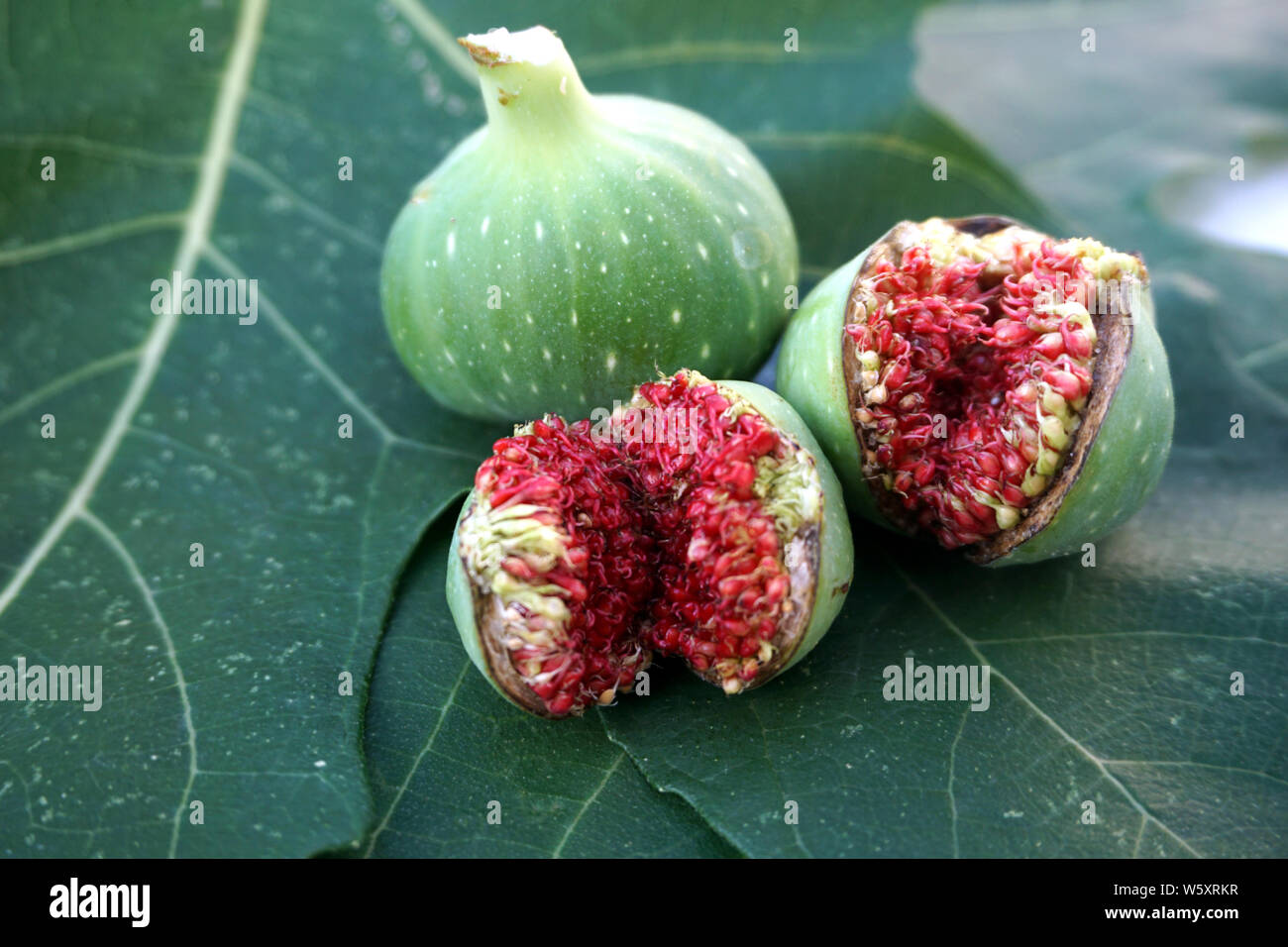Frische Früchte von wild Fig Tree, eine grüne mit Milchsaft und zwei Unreife aber Risse Stockfoto
