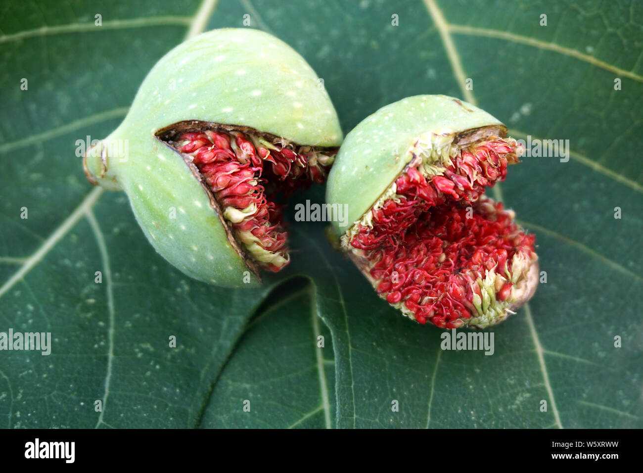 Zwei vorzeitig gereift wilde Feigen, gerissen, auf die Feigen Blätter Stockfoto