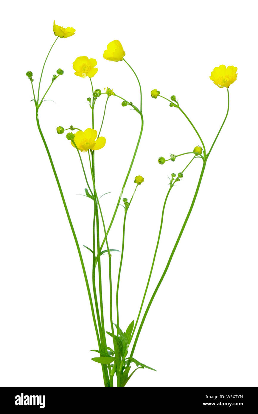 Wiese Hahnenfuß (Ranunculus acris) Blüte isoliert auf weißem Hintergrund Stockfoto