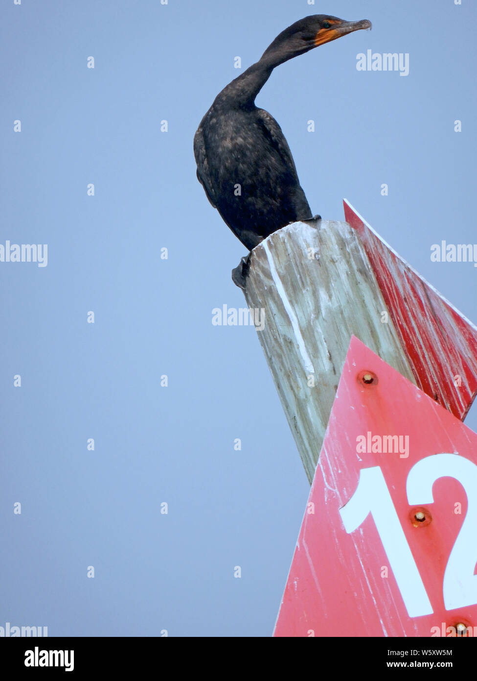 Double-Crested cormorant stehend auf einem roten Dreieck Kanal Marker post Schwarz mit Schwimmhäuten, plumpen Körper, gebogen Kopf und hellen orange angespannt Schnabel. Stockfoto