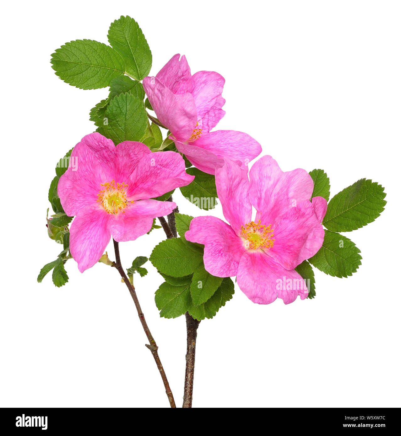 Wild Rose Blume auf weißem Hintergrund Stockfoto