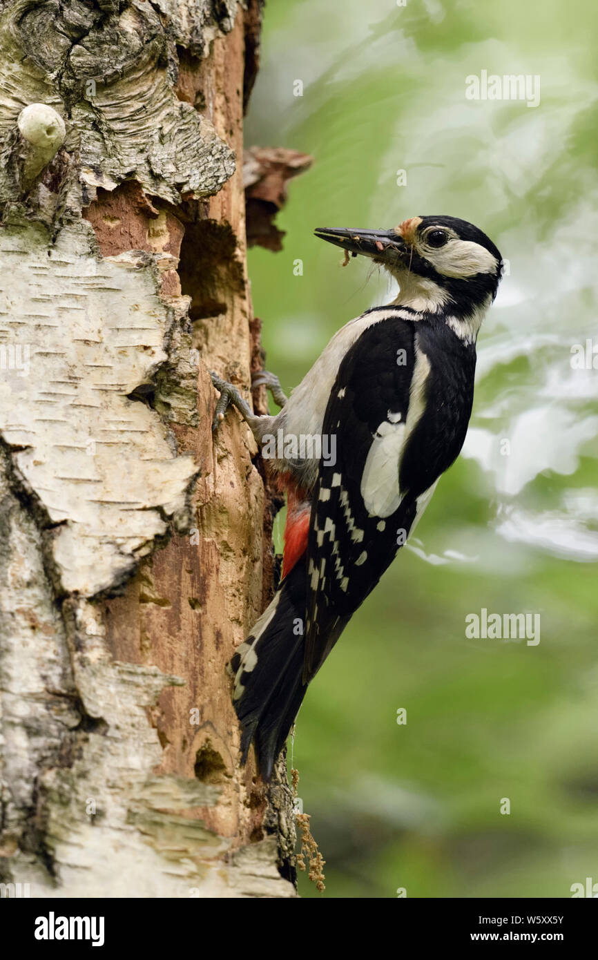 Buntspecht (Dendrocopos major) an seinem Nest Loch gehockt, Schnabel voller Beute, insekten, tiere, Europa. Stockfoto