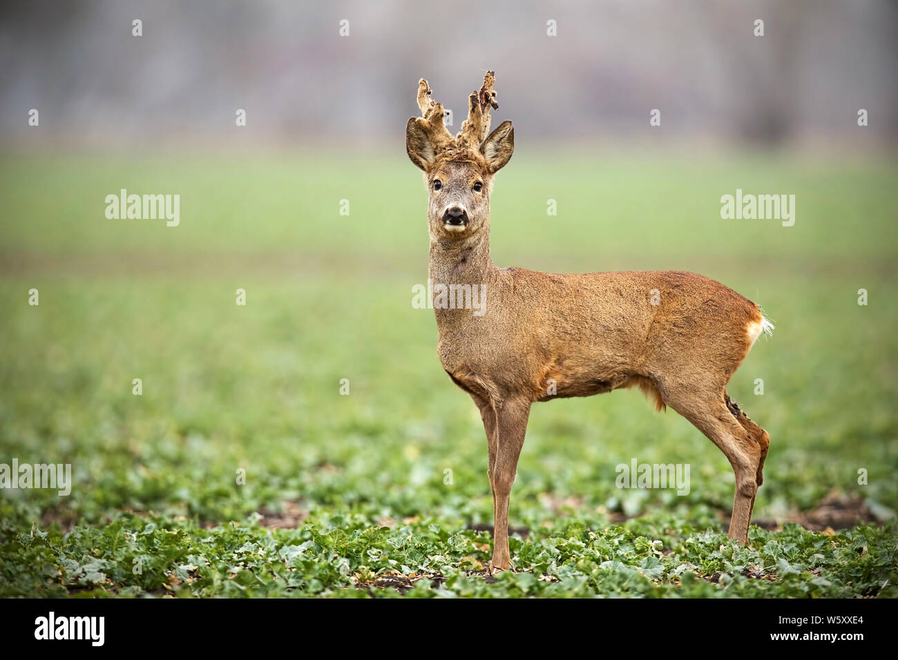 Low Angle View der Rehe, Hyla arborea, Buck mit Geweih Vergießen von Velvet im Winter mit kopieren. Neugierig alarmiert wildes Tier im Wint Stockfoto