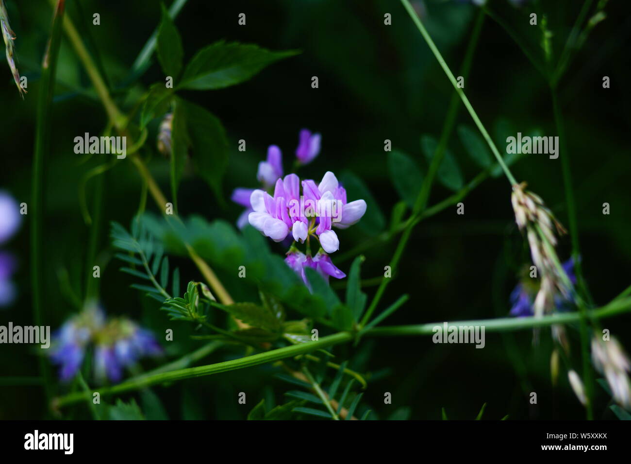 Blume, Lion's Mund, Natur und grüne Wiese Natur Blüte Sommer Stockfoto