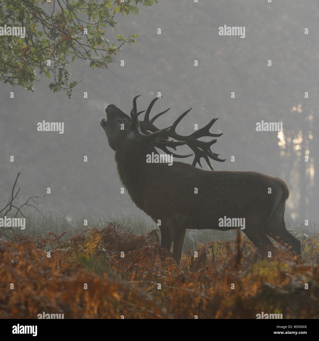 Red Deer/Rothirsch (Cervus elaphus), Hirsch, Brüllen auf einer Lichtung tief im Holz, schnaufend den Atem, herbstliche Stimmung, erste Morgennebel, Europa. Stockfoto