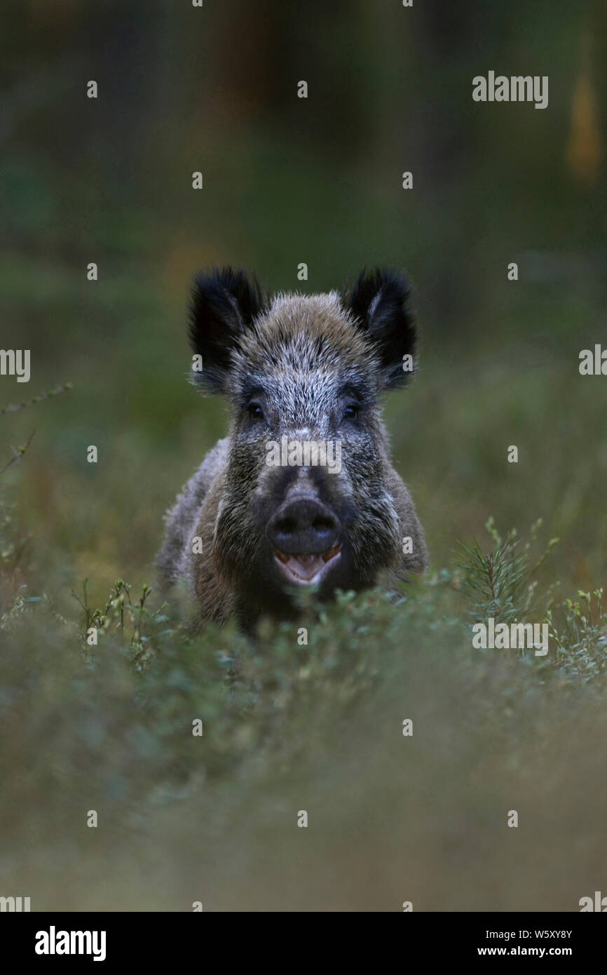 Wildschwein/Wild Hog/Wildschwein/Wildschwein (Sus scrofa) im Wald, komisch aussieht, scheint zu lachen, aber es frisst, Wildlife, Europa. Stockfoto