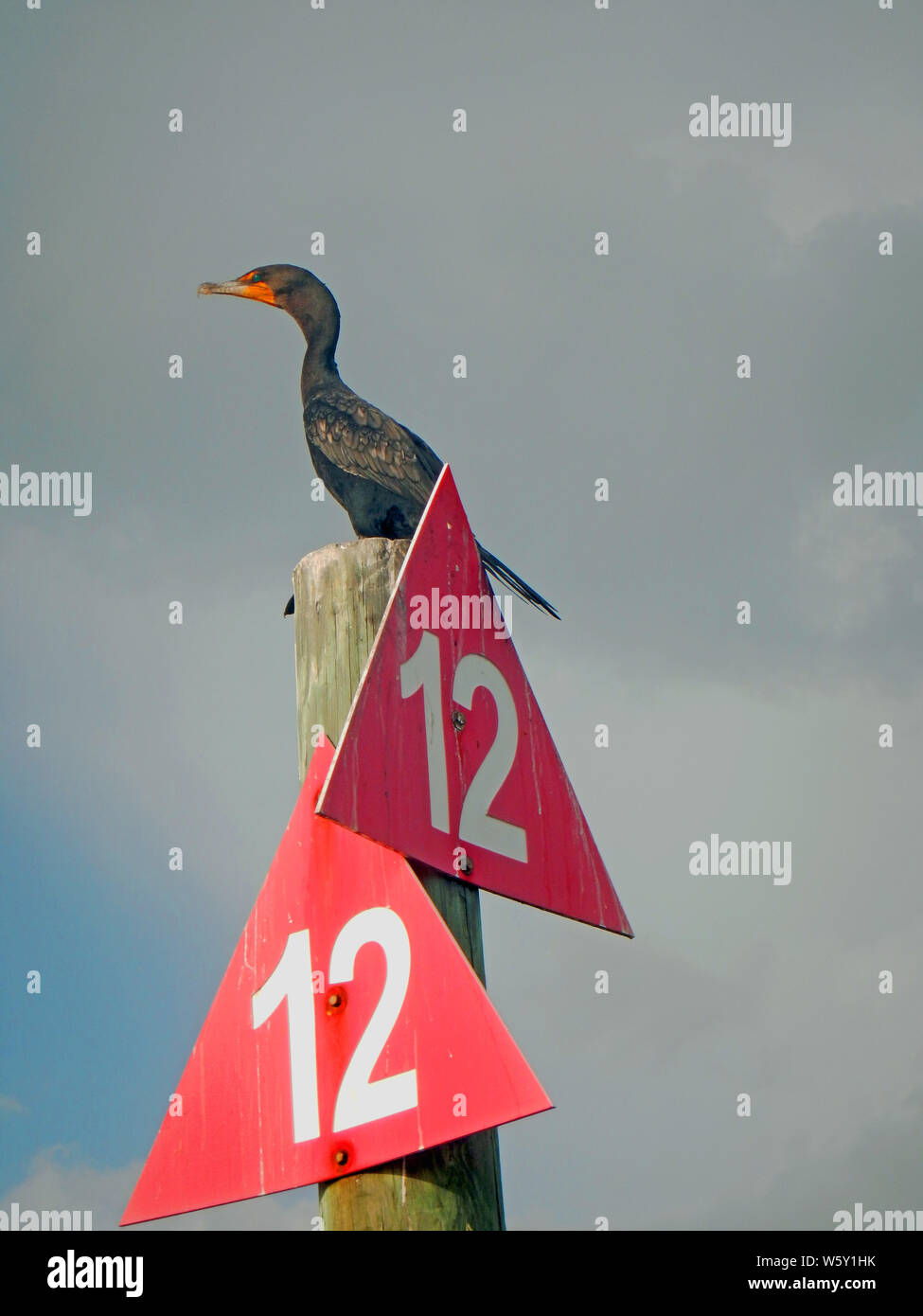 Double-Crested cormorant stehend auf einem roten Dreieck Zahl zwölf Kanal Marker mit Schwimmhäuten, orange angespannt Schnabel, und grüne Augen. Stockfoto