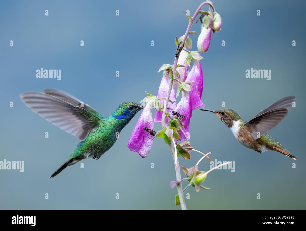 Kolibri in Costa Rica Stockfoto