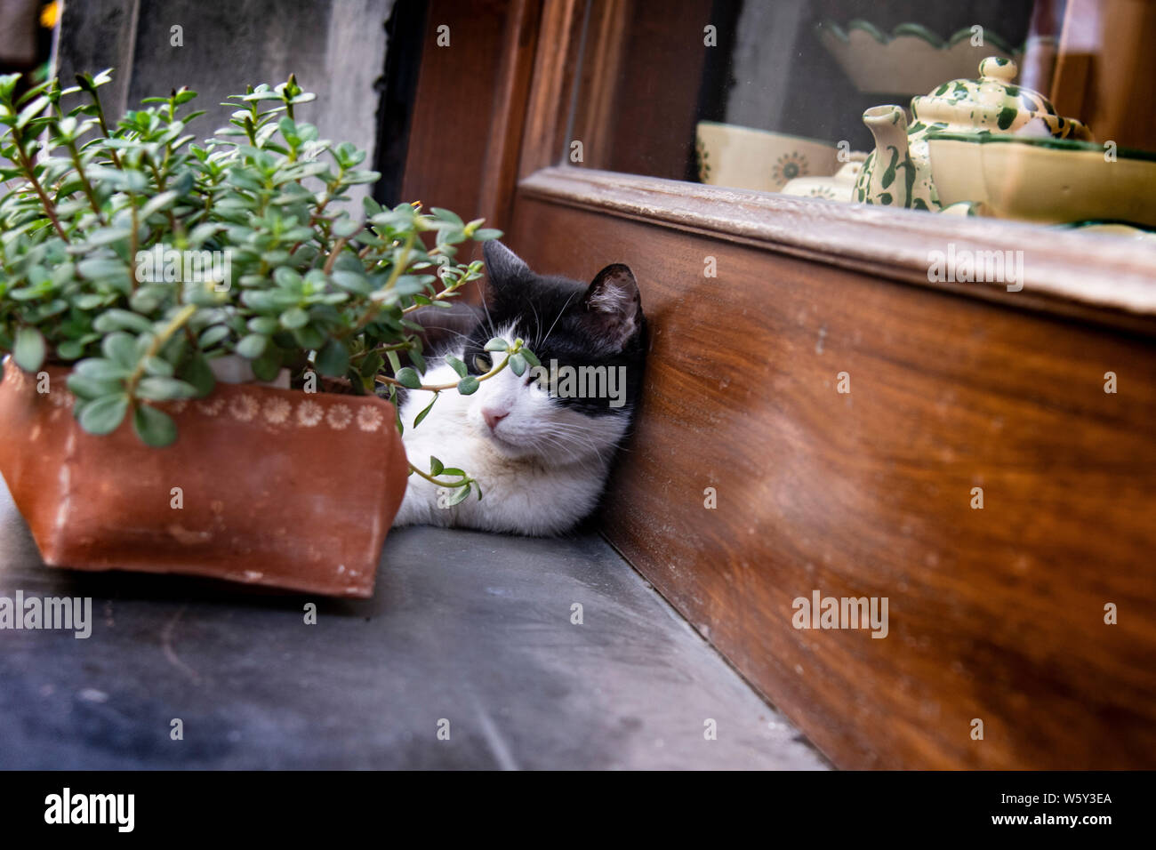 Schwarze und weiße Katze legt vor einem Schaufenster mit einer Pflanzmaschine Stockfoto