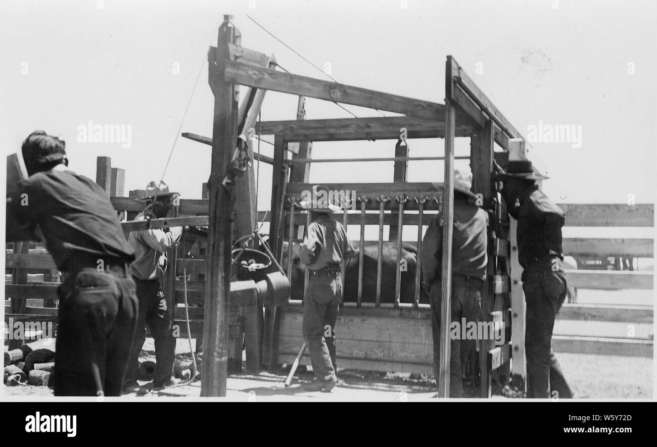 [Tagging pen und Hürde an Vieh round-up on verkauft Indian Reservation, verkauft, Arizona.] Stockfoto