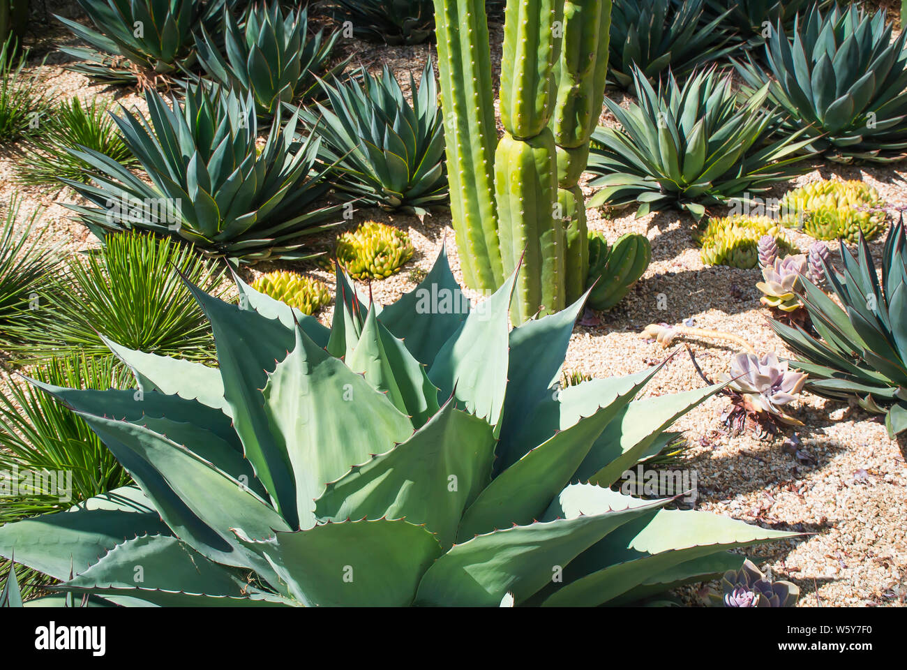 Chemische Garten in den öffentlichen Park mit Agave Stockfoto