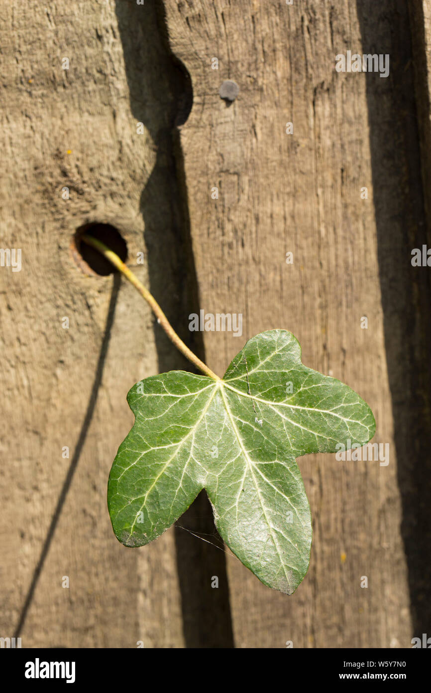 Ein einzelnes Blatt Efeu, Hedera helix, Knoten, die durch ein Loch in einer  Holzwand am Rande eines Garten gewachsen ist. Dorset England UK GB  Stockfotografie - Alamy