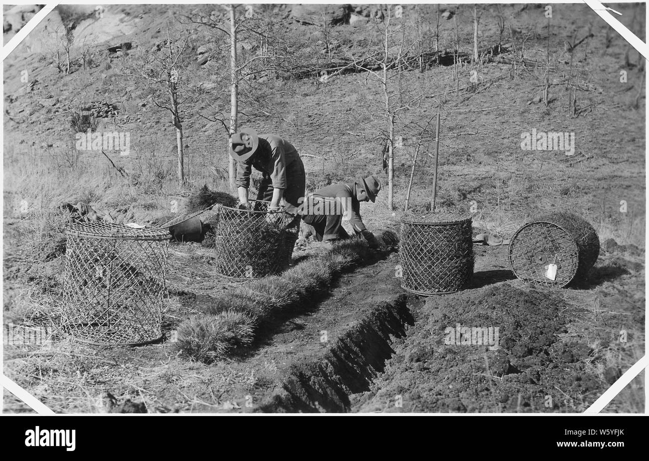 Auspacken eine Sendung der Bäume an der Anti-heeling-in Betten auf der Bepflanzung. Hinweis kabel Kisten im Versand eingesetzt.; Umfang und Inhalt: Dies ist eine in einer Reihe von ausgewählten Bilder von U.S. Forest Service historische Dateien. Stockfoto