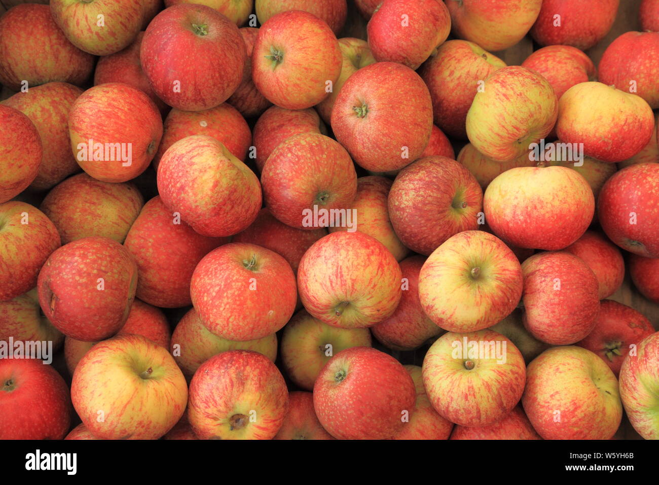 Apple' Schönheit der Badewanne", Äpfel, Sorte, Sorten, Farm Shop Anzeige, Norfolk, England Stockfoto