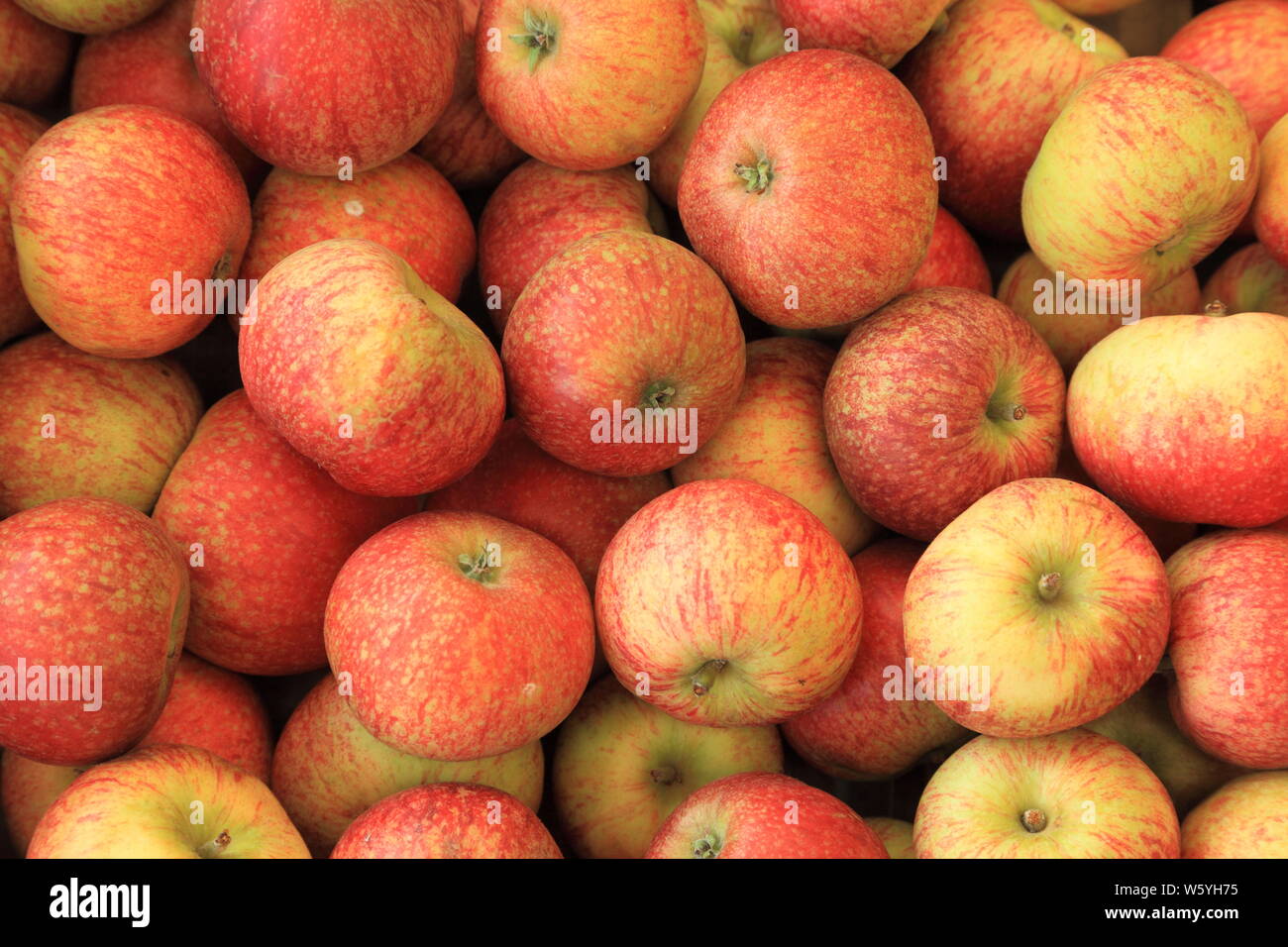 Apple' Schönheit der Badewanne", Äpfel, Sorte, Sorten, Farm Shop Anzeige, Norfolk, England Stockfoto