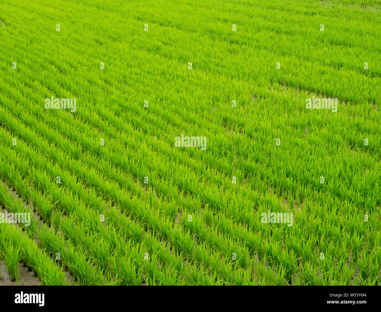 Asiatische grüne Reisfelder. Closeup Bild. Nach oben Ansicht von rices Reisfeld, Südkorea Stockfoto