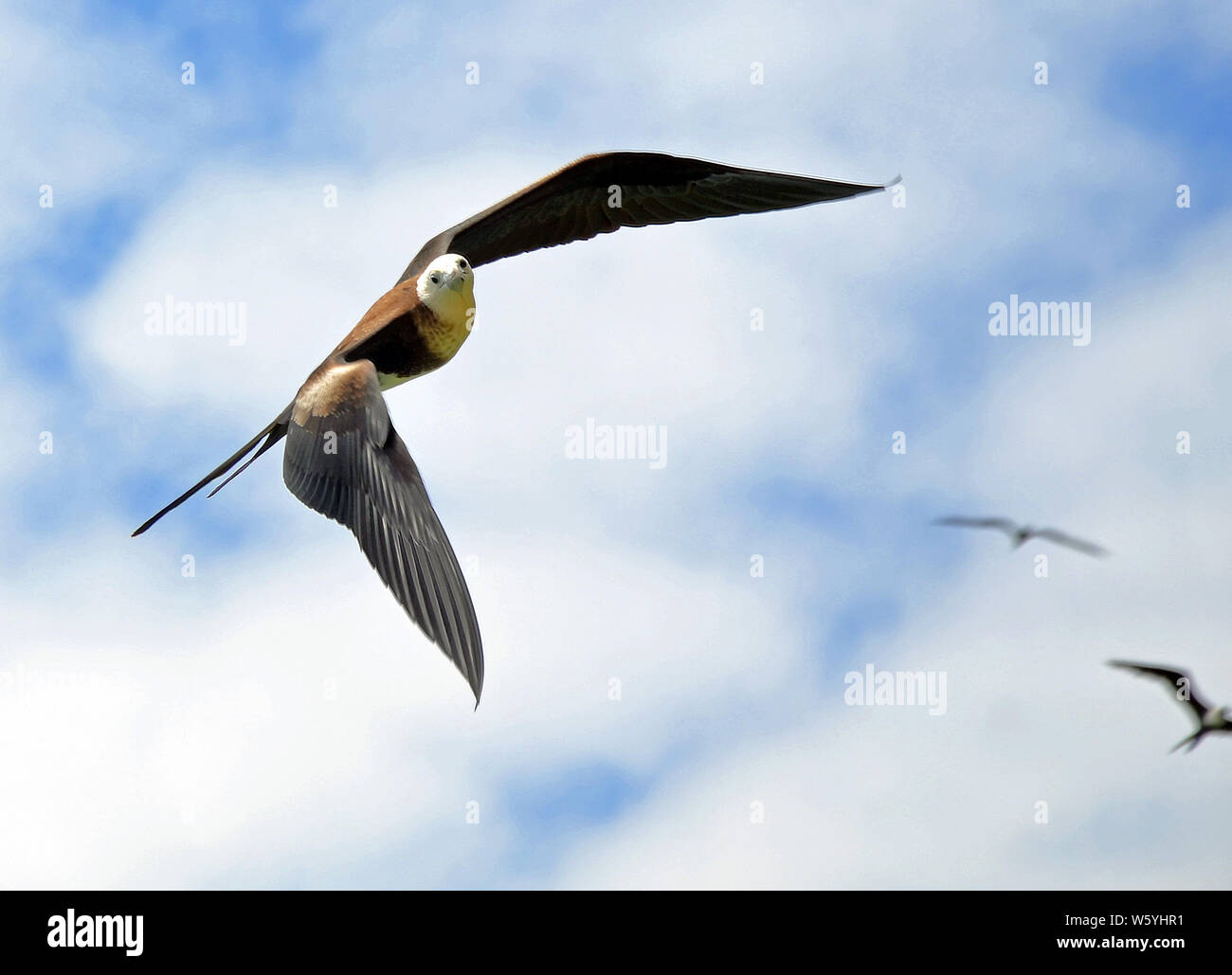 Frigate oder Fregattvogel Banking im Flug mit langen schwarzen Flügel nach unten gebogen, samtig braunen Körper, Schwanz in V, weißer Kopf wandte sich in Richtung auf die Kamera ein Stockfoto