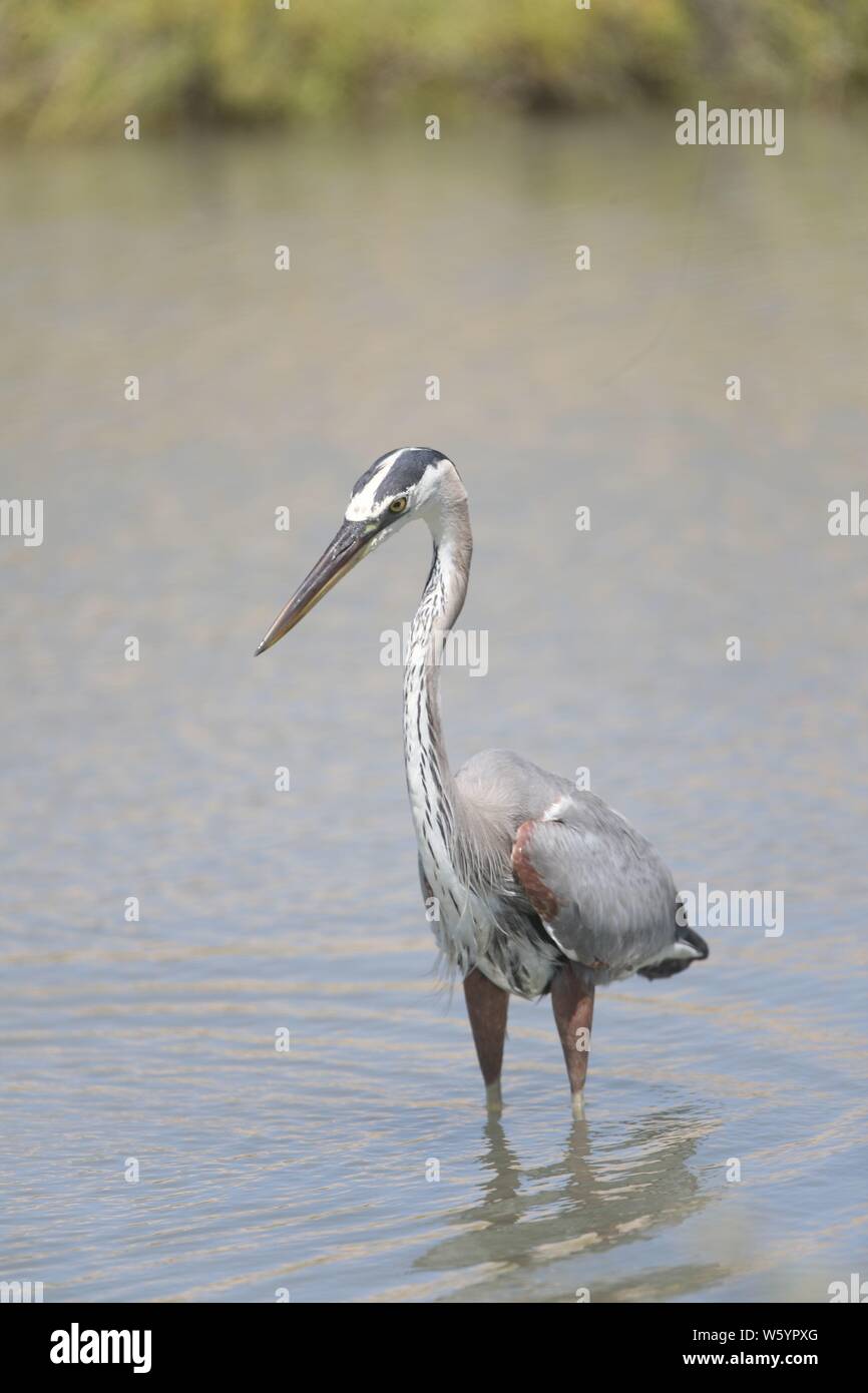 Ein Vogel namens Graureiher Ardea cinerea, Sucht nach Essen im Salzwasser aus dem Meer in Richtung Kino Viejo Mündung. Der Graureiher oder Luft-n ist eine Vogelart aus der Familie der Ardeidae Eurasien und Afrika, eine schlanke und große aquatische Vogel mit einem langen Hals und Beine, mit hauptsächlich grauen Gefieder. Er lebt in Flüssen, Seen und alle Arten von Süß- und Brackwasser Feuchtgebiete. (Foto: Luis Gutierrez/NortePhoto) Un ave llamada Garza gris, Ardea cinerea Busca alimento en el Agua salada proveniente del Mar hacia El Estero de Kino Viejo. La Garza Real? O air-n? Es una especie de Ave pelecaniforme Stockfoto