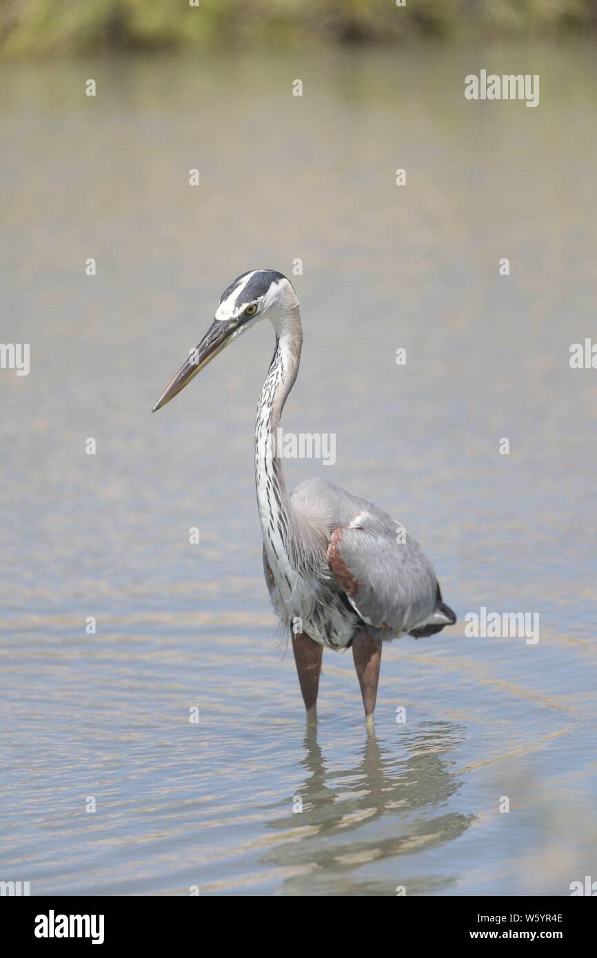 Ein Vogel namens Graureiher Ardea cinerea, Sucht nach Essen im Salzwasser aus dem Meer in Richtung Kino Viejo Mündung. Der Graureiher oder Luft-n ist eine Vogelart aus der Familie der Ardeidae Eurasien und Afrika, eine schlanke und große aquatische Vogel mit einem langen Hals und Beine, mit hauptsächlich grauen Gefieder. Er lebt in Flüssen, Seen und alle Arten von Süß- und Brackwasser Feuchtgebiete. (Foto: Luis Gutierrez/NortePhoto) Un ave llamada Garza gris, Ardea cinerea Busca alimento en el Agua salada proveniente del Mar hacia El Estero de Kino Viejo. La Garza Real? O air-n? Es una especie de Ave pelecaniforme Stockfoto